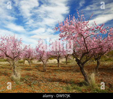 Cherry Blossom. Foto Stock