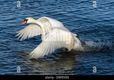 Swan sbarco sulle rive di un fiume Foto Stock