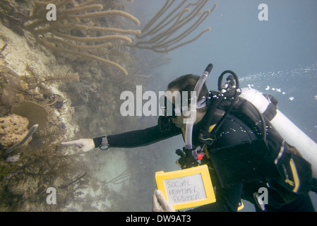 Vista subacquea di scuba diver Utila Bay Islands Honduras Foto Stock