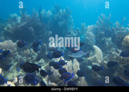 Scuola di Blue Tang (pesci Paracanthurus hepatus) nuoto subacqueo, Utila, isole di Bay, Honduras Foto Stock