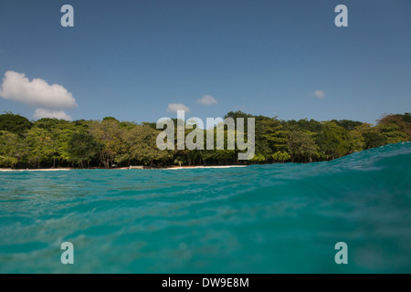 Alberi a costa, Utila, isole di Bay, Honduras Foto Stock