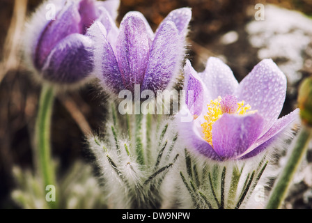 Rugiadoso fiori di un pulsatilla slavica nella primavera del prato. Foto Stock