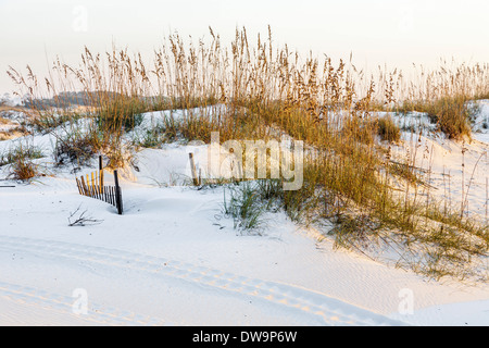 Le dune di sabbia e il mare di avena aiutano a proteggere le spiagge da erosione a Gulf Shores, Alabama Foto Stock