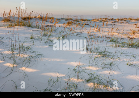 Le dune di sabbia e il mare di avena aiutano a proteggere le spiagge da erosione a Gulf Shores, Alabama Foto Stock