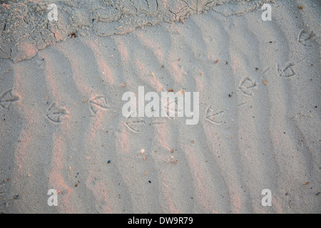 Palmati bird orme nella sabbia in spiaggia in Pensacola Beach, Florida Foto Stock