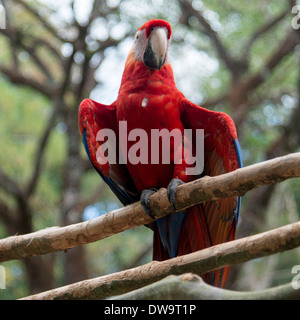 Primo piano di una scarlet macaw (Ara macao) Copan Copan Ruinas Honduras Foto Stock