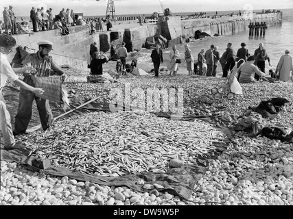 Senna netting equipaggi pesca dello sgombro e spratti dalla spiaggia di West Bay e lungo la Chesil Beach circa 1950 Foto Stock