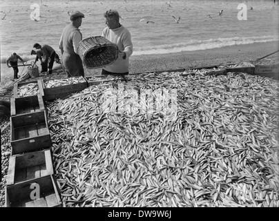 Senna netting equipaggi pesca dello sgombro e spratti dalla spiaggia di West Bay e lungo la Chesil Beach circa 1950 Foto Stock