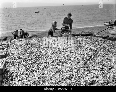 Senna netting equipaggi pesca dello sgombro e spratti dalla spiaggia di West Bay e lungo la Chesil Beach circa 1950 Foto Stock