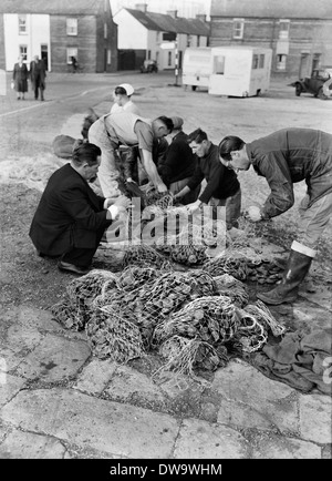 Senna netting equipaggi pesca dello sgombro e spratti dalla spiaggia di West Bay e lungo la Chesil Beach circa 1950 Foto Stock