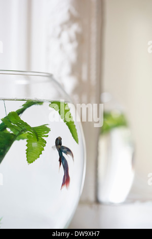 Close up Goldfish Bowl sul soleggiato davanzale Foto Stock