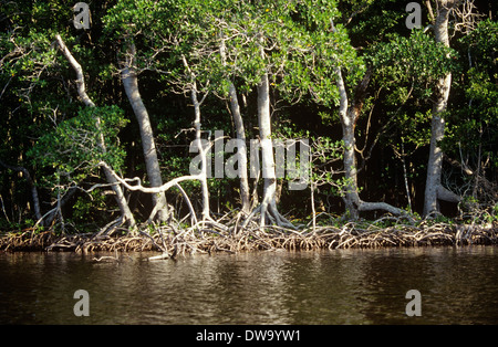 Red paludi di mangrovie costituiscono un importante acqua di sale di habitat in Everglades National Park, Florida, Stati Uniti d'America Foto Stock