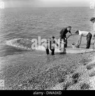 Senna netting equipaggi pesca dello sgombro e spratti dalla spiaggia di West Bay e lungo la Chesil Beach circa 1950 Foto Stock