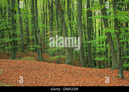 Belgrad foresta in caduta stagione ,Istanbul, Turchia Foto Stock