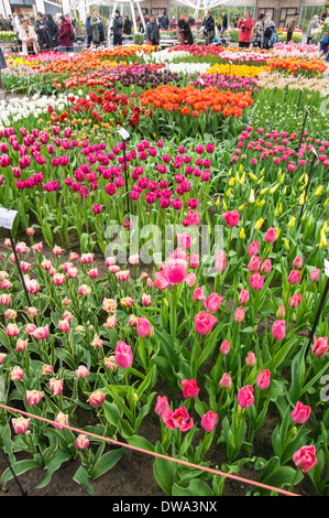 Annuale di fiori in mostra a Giardini Keukenhof, Paesi Bassi Foto Stock