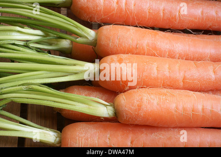 Appena raccolto le carote con le loro cime close up Foto Stock