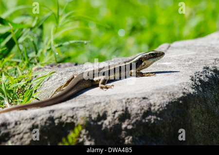 Acqua orientale Skink, acqua orientale-skink, o Golden acqua Skink Eulamprus quoyii Foto Stock