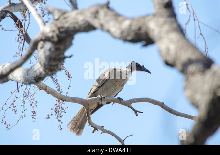 Noisy Friarbird Filemone corniculatus Foto Stock