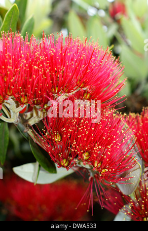 Fiori del Pohutukawa (Metrosideros excelsa) un albero di Natale della Nuova Zelanda di cui all come la Nuova Zelanda albero di Natale Foto Stock