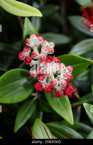 Fiori del Pohutukawa (Metrosideros excelsa) un albero di Natale della Nuova Zelanda di cui all come la Nuova Zelanda albero di Natale Foto Stock