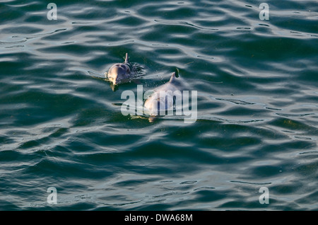 Sousa chinensis Chinese white dolphin, pacifico Humpback dolphin o Indo-pacifico humpback dolphin Foto Stock