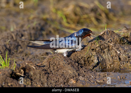 Barn swallow (Hirundo rustica) raccolta di fango nel becco per la nidificazione Foto Stock