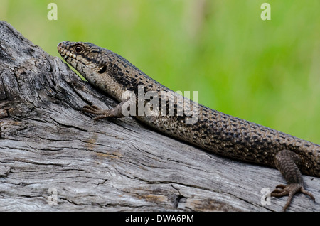 Tree Skink Egernia striolata Foto Stock