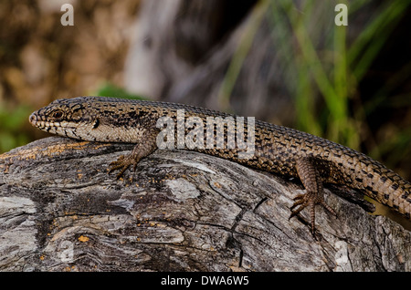 Tree Skink Egernia striolata Foto Stock