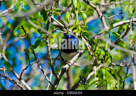 Variegata di fairy-wren Malurus lamberti maschio Foto Stock