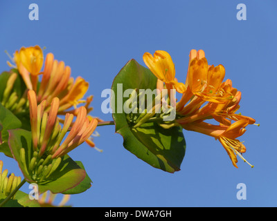 Capra-leaf caprifoglio, Lonicera caprifolium, Svezia Foto Stock