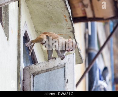 Giovani macaco rhesus o Bhandar monkey (macaca mulatta) salendo tra appartamenti a Nuova Delhi, India Foto Stock