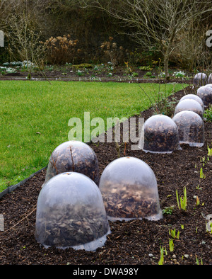 Cloche di plastica le campane riempito con foglie isolare isolamento isolato di protezione proteggono il gelo ghiaccio inverno primavera il giardino di piante Foto Stock