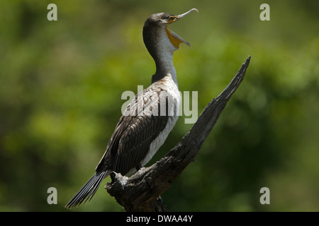 Bianco-breasted cormorano (Phalacrocorax lucidus) appollaiato su un ramo, parco nazionale Kruger Sud Africa Foto Stock