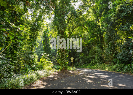 La giungla che si trova lungo la strada di Hana in Maui, Hawaii. Foto Stock