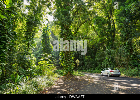 La giungla che si trova lungo la strada di Hana in Maui, Hawaii. Foto Stock