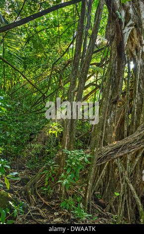 La giungla di Nahiku sull'isola hawaiana di Maui. Foto Stock