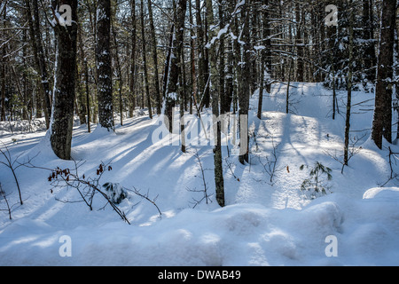 "Dopo la neve è scesa' il sole esce a mostrare la bellezza del nuovo bianco, fresco di neve caduti a terra e gli alberi. Foto Stock