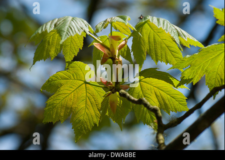 Giovani foglie di platano appena fuori le gemme in sole di primavera Foto Stock