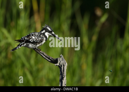 Pied Kingfisher (Ceryle rudis) appollaiato su un ramo, parco nazionale Kruger Sud Africa Foto Stock