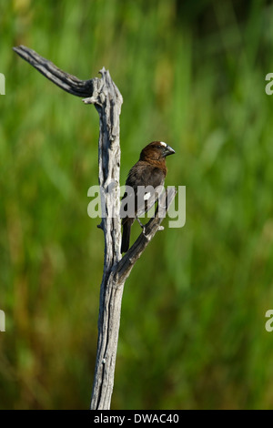 Thick-fatturati Weaver (Amblyospiza albifrons albifrons), maschio appollaiato su un ramo, parco nazionale Kruger Sud Africa Foto Stock