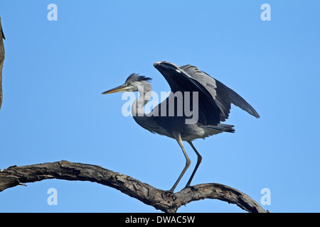 Airone cinerino (Ardea cinerea) appollaiato su un ramo con ante aperte, parco nazionale Kruger Sud Africa Foto Stock