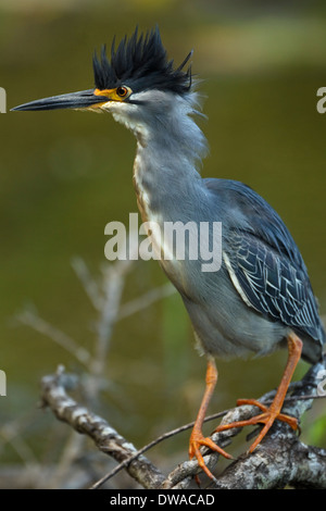 Airone striato (Butorides striata) appollaiato su un ramo parco nazionale Kruger Sud Africa Foto Stock