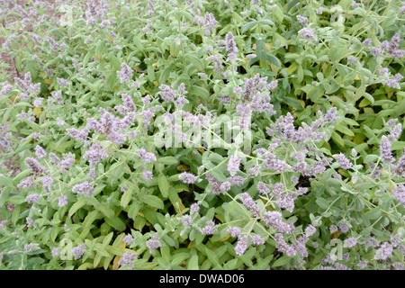 Menta di cavallo Foto Stock