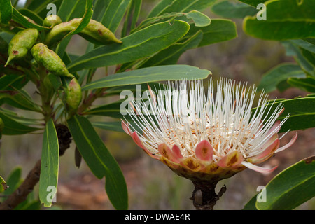 Fioritura di zucchero comune bussola (Protea caffra) Foto Stock