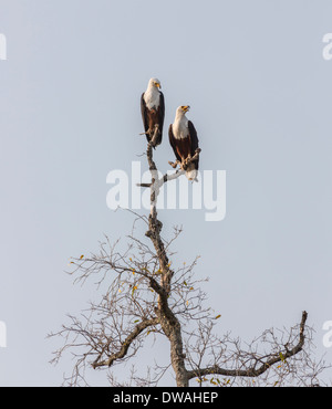 Coppia di pesci africani eagles, Haliaeetus vocifer, appollaiate in albero morto a Xigera, Okavango Delta, Botswana, Sud Africa Foto Stock