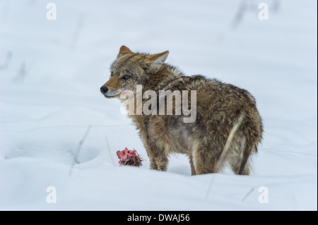 Coyote (Canis latrans) alimentazione sul piede di alce da una precedente kill. La fauna del parco di Yellowstone a Lamar Valley Mammoth cade , WY Foto Stock