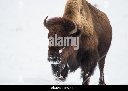 I bisonti americani (Bison bison), la fauna selvatica del Parco di Yellowstone a Lamar Valley Mammoth cade , Wyoming usa il 30 dicembre 2013 . Foto Stock