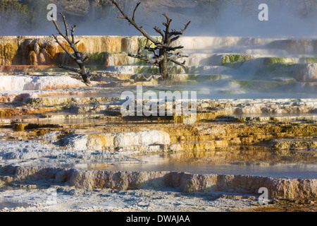 Piscine nella terrazza principale a Mammoth Hot Springs, il Parco Nazionale di Yellowstone, Wyoming. Foto Stock