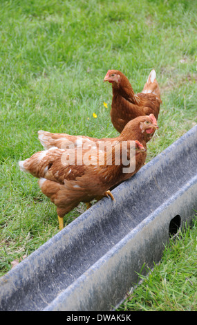 Tre Rhode Island red polli Foto Stock