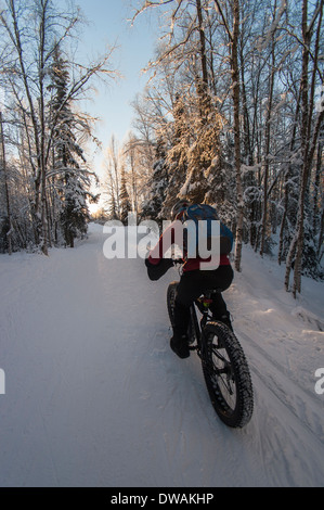 Foto di donna snow biking al tramonto, Chester Creek Trail, Anchorage in Alaska,. il colpo da dietro Foto Stock